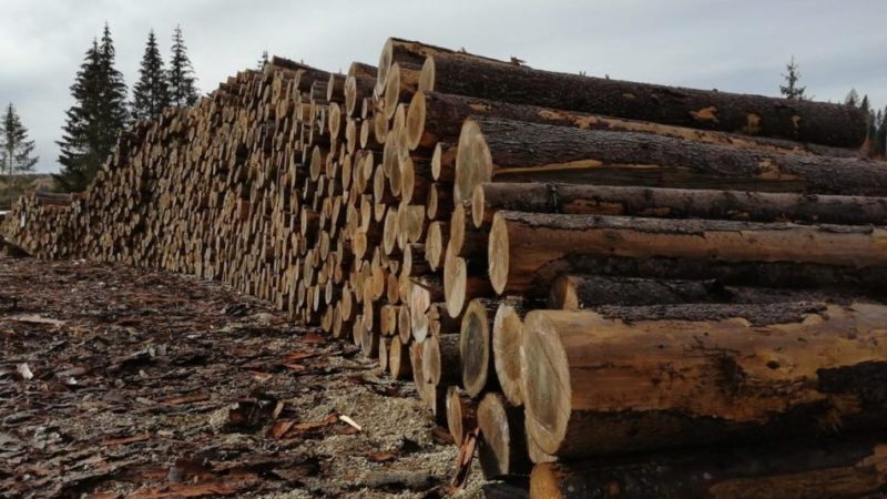 Comune di Pinzolo: SESSIONE FORESTALE 2021