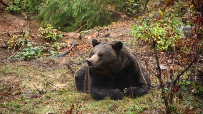Orsi in Trentino: in un rapporto di Ispra con il supporto del Muse la “fotografia” dell’esistente e la gestione delle problematicità nei prossimi anni