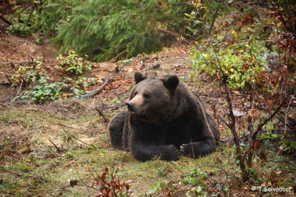 Orsi in Trentino: in un rapporto di Ispra con il supporto del Muse la “fotografia” dell’esistente e la gestione delle problematicità nei prossimi anni