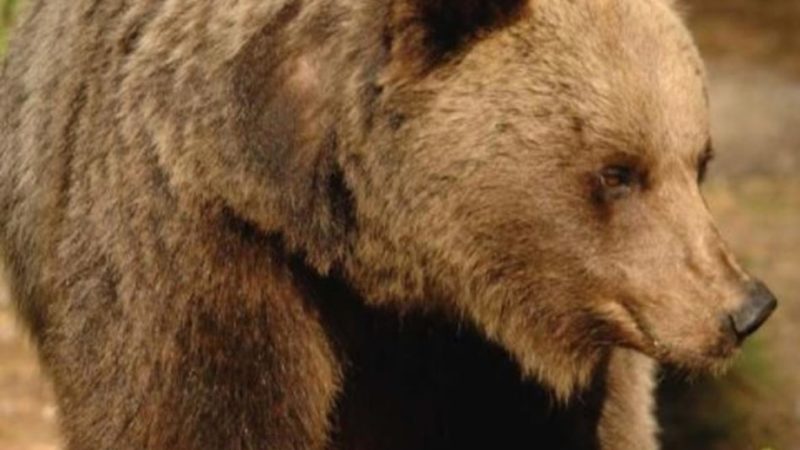 Brigitte Bardot verrà in Trentino per valutare il trasferimento degli orsi del Casteller