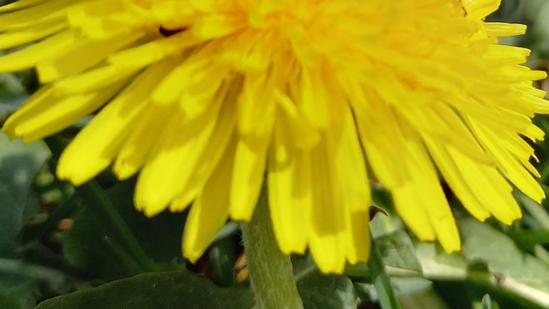 Apicoltori Val di Rendena: Corso avanzato di Apicoltura 2024