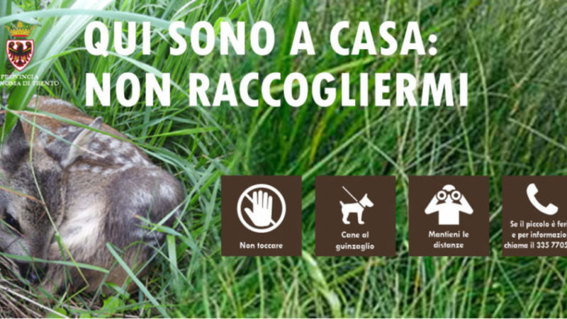 Piccoli di cervo e capriolo acquattati nell’erba: “Non toccateli!”