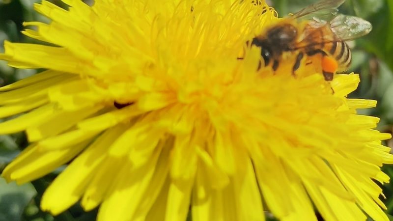 CORSO PRATICO sull’ALLEVAMENTO DELLE API REGINE