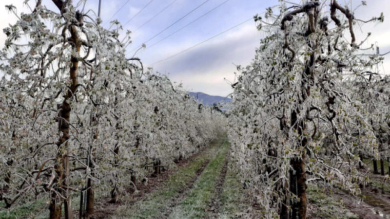 Un aprile freddo e con gelate