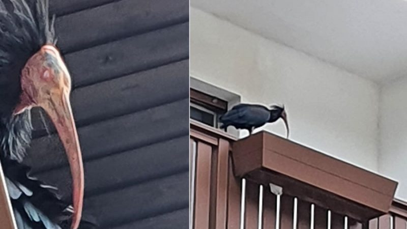 Un Ibis eremita fa visita a Silvia Sartori di Bocenago