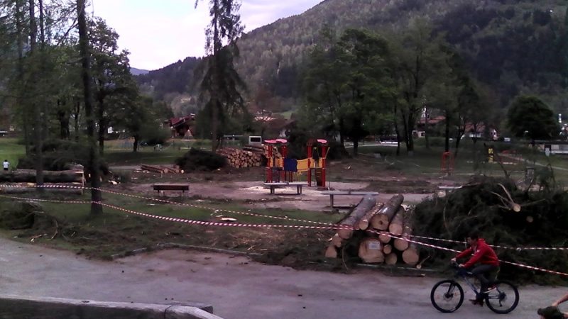 Prosegue il taglio di abeti rossi alla Pineta di Pinzolo