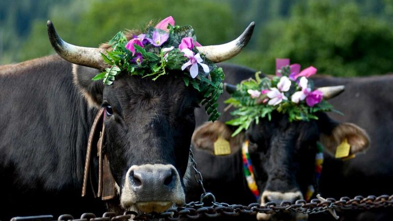 Allevatori esasperati – salta la manifestazione Giovenche 2021