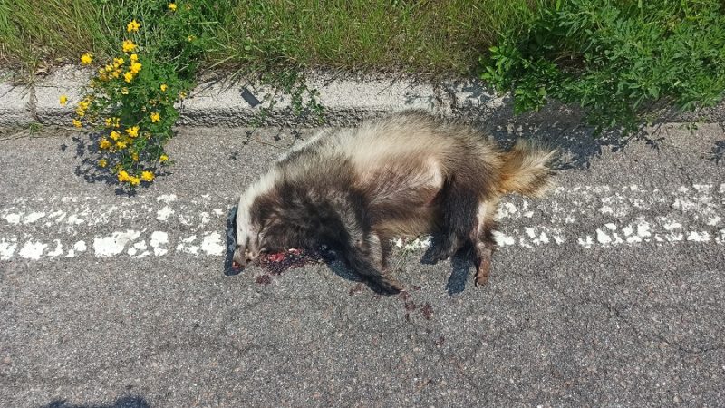 Un povero tasso è stato investito in località Sesena