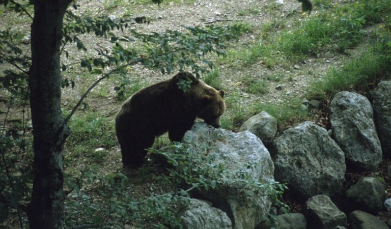 Il Parco racconta: Gli animali del Parco, impariamo a conoscere le loro caratteristiche per tutelare i loro spazi