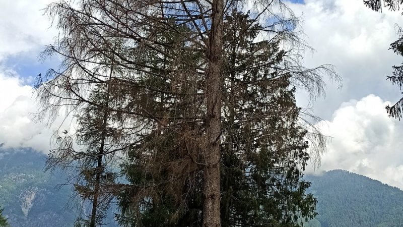 Un abete in piedi ma secco alla Pineta