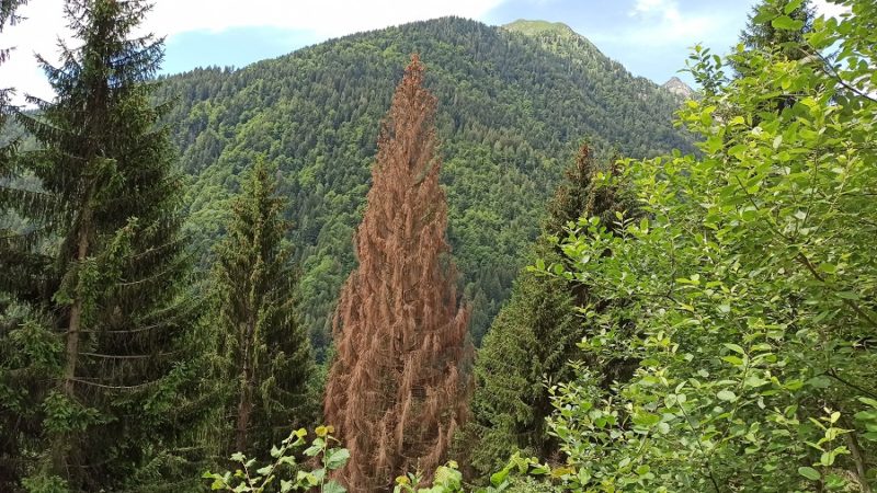Il “Tipografo” sta falcidiando gli abeti rossi