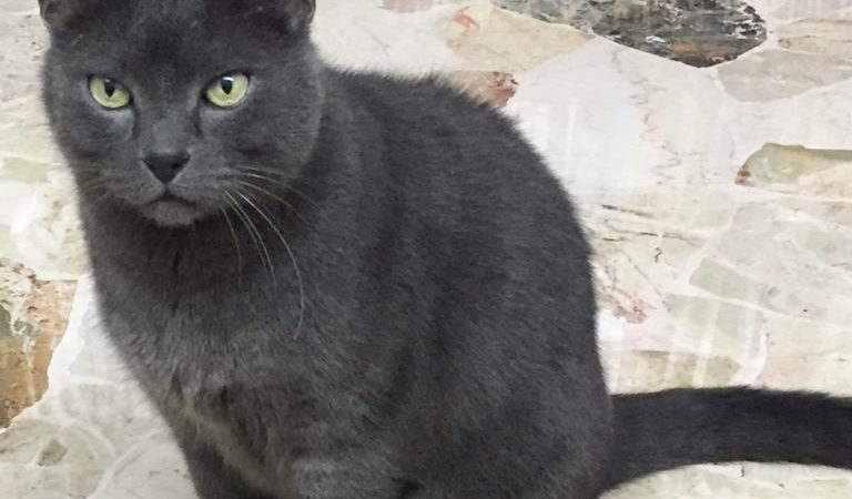 Si è smarrito ‘Enea’ nei pressi di via Sorano a Pinzolo