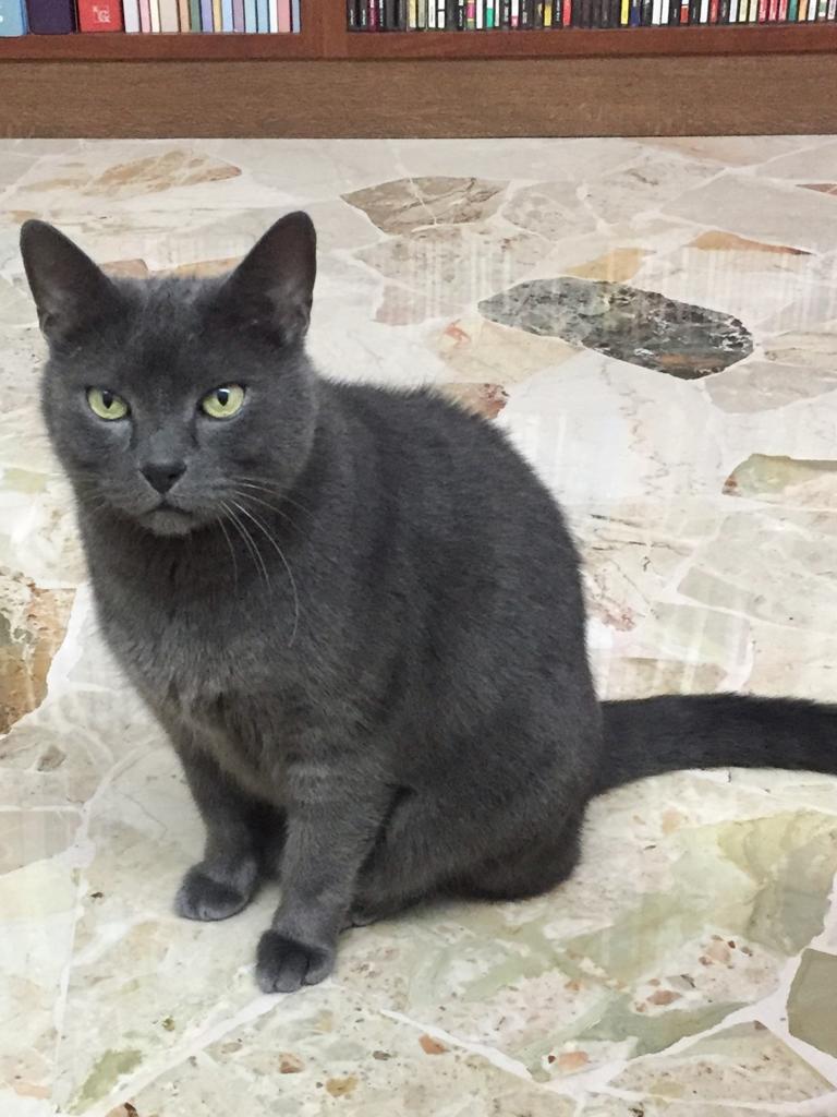 Si è smarrito ‘Enea’ nei pressi di via Sorano a Pinzolo