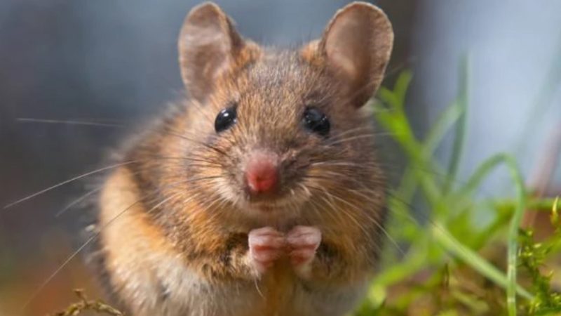 Tanti ratti e topi di campagna? La colpa è della cosiddetta annata di “Pasciona”