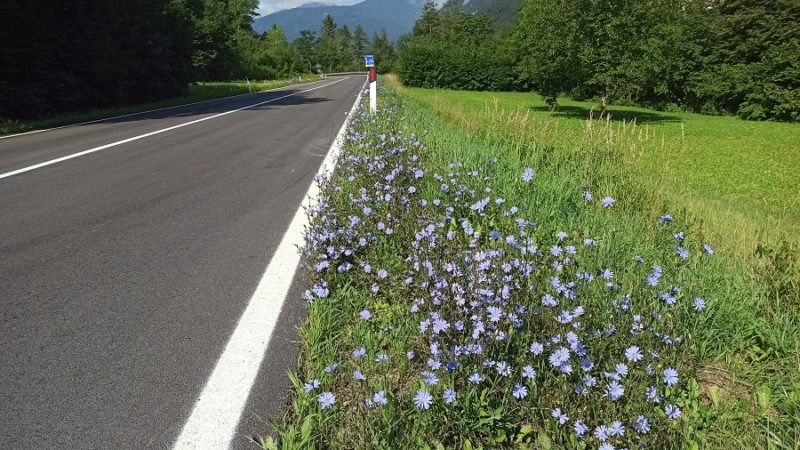 La cicoria comune impreziosisce la strada statale 237 tra Saone e Ponte Arche