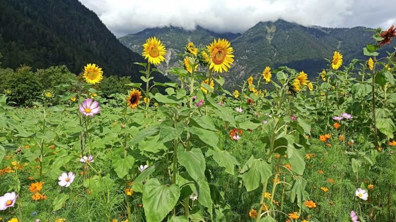 E’ in piena fioritura il primo giardino “bee friendly” di Pinzolo