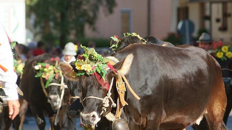 Appello: chi può faccia qualcosa per salvare la sfilata delle giovenche di razza Rendena
