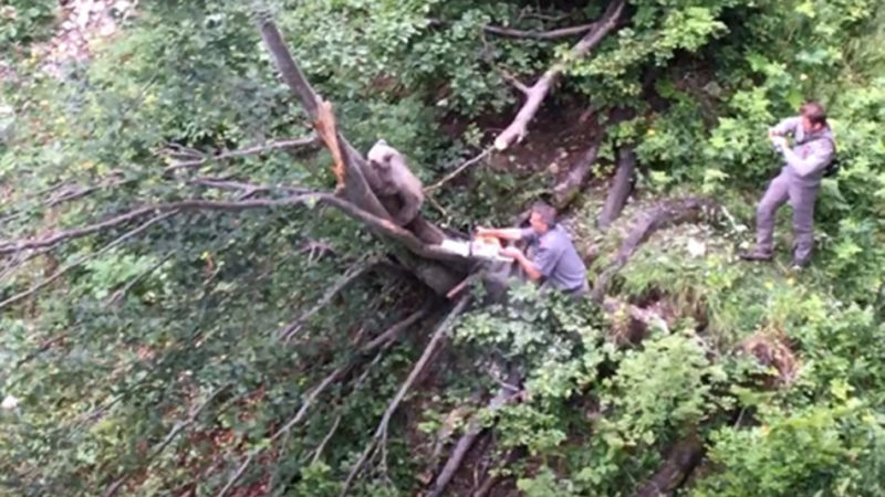Cucciolo di orso incastrato tra due alberi: libero grazie ai forestali