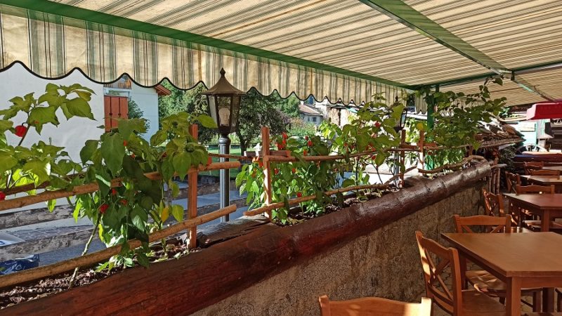 Peperoncini al posto dei gerani per abbellire la pizzeria