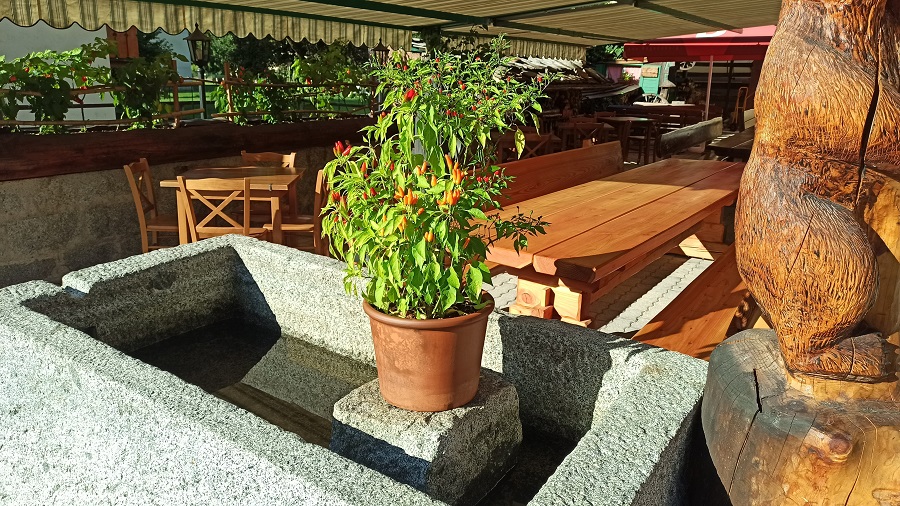 Le piante di peperoncini della pizzeria "La Roda"