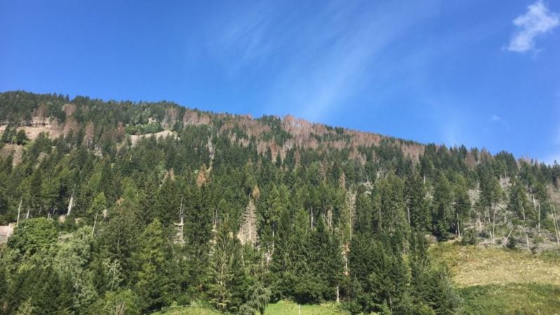 Bostrico, destinati al taglio i primi 135mila metri cubi di alberi colpiti nel 2021