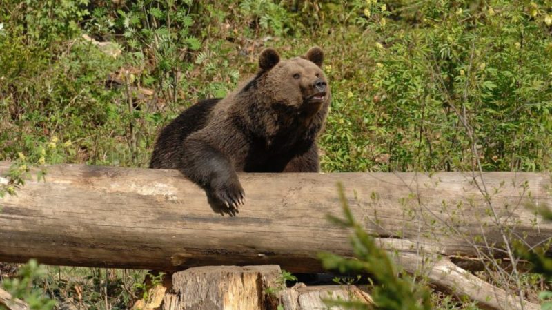 Rinvenuta una carcassa di orso