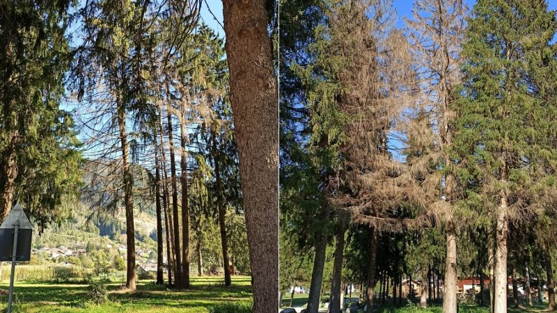 Continua anche alla Pineta di Pinzolo la moria di abeti rossi attaccati dal bostrico