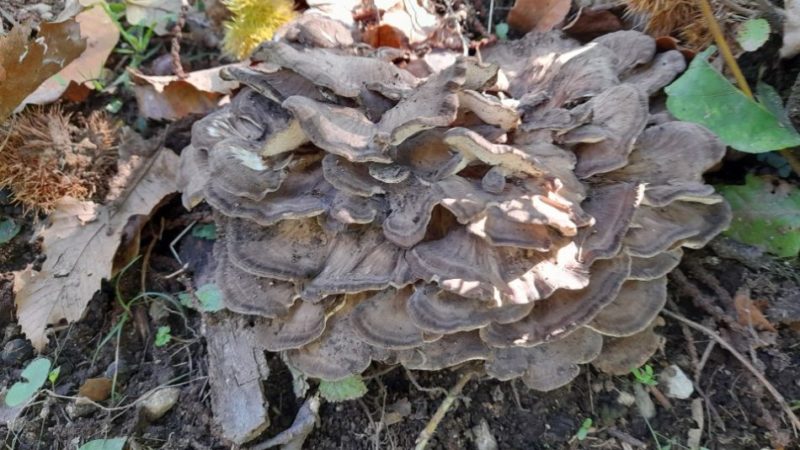 Funghi, stagione finita? No, qualcosa si trova ancora…