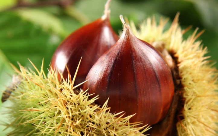 Carisolo: Disposizioni per la tutela dell’antico castagneto