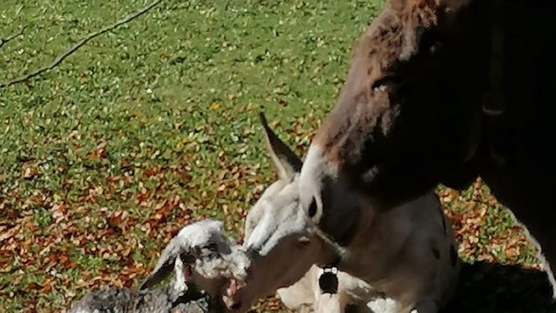Ecco l’asinello nato ieri a mezzogiorno nella piana di Caderzone