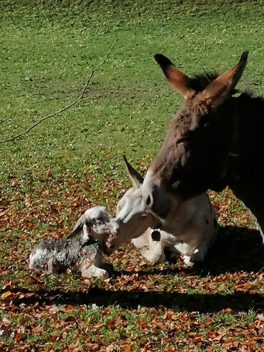 Ecco l’asinello nato ieri a mezzogiorno nella piana di Caderzone