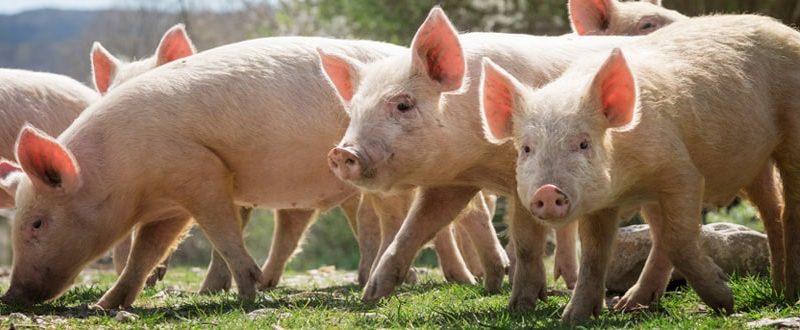 Maiale Animale Totale