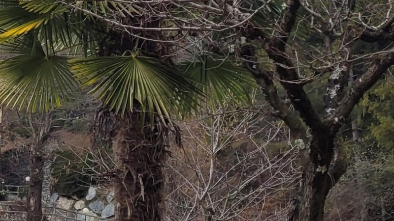 Un tocco di esotico ed esoterico in val Genova
