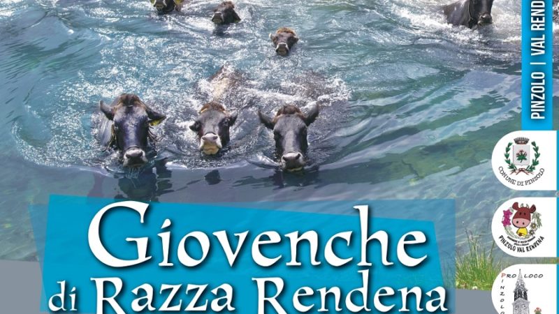 Giovenche di Razza Rendena. Sfilata e… dintorni – 14^ Edizione
