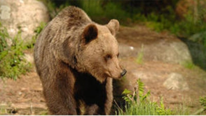 L’orso M62 a Campodenno