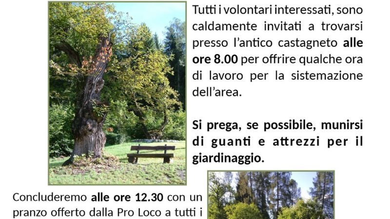 Recupero dell’antico castagneto di Carisolo