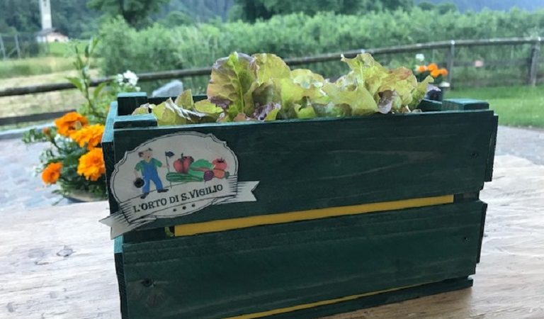 L’orto è salute!!!! A Spiazzo  all’orto SAN VIGILIO della APSP si  comincia  la raccolta