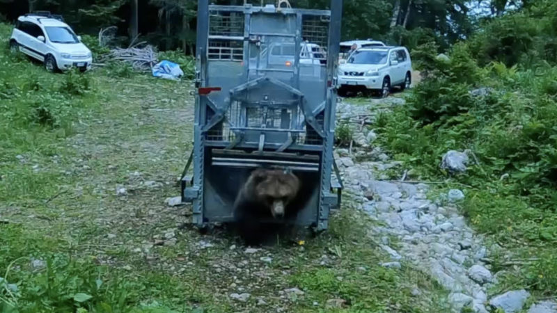 Giovane orso reimmesso in natura, il monitoraggio grazie al collare Gps | Il video