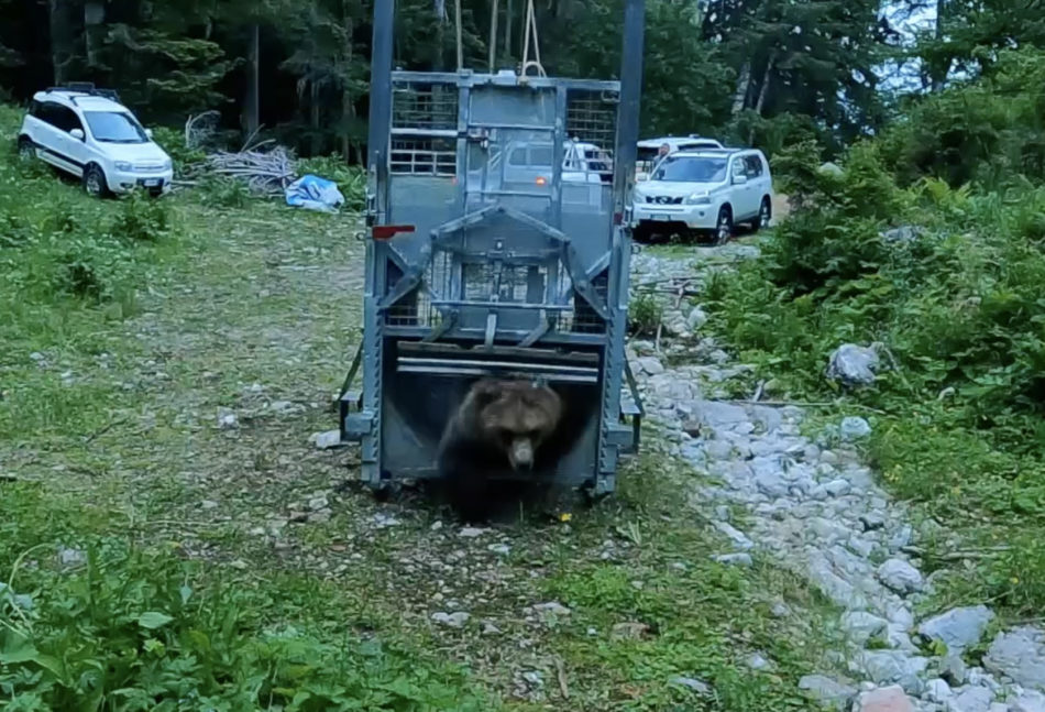Giovane orso reimmesso in natura, il monitoraggio grazie al collare Gps | Il video
