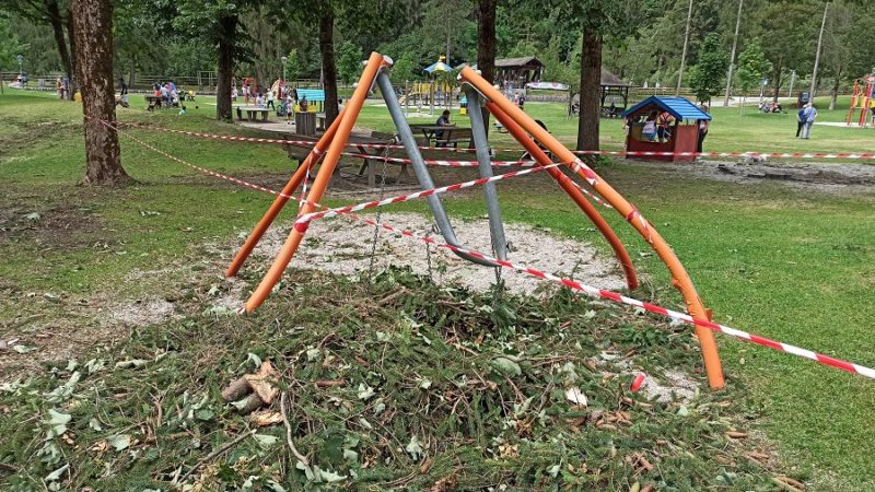 Il vento abbatte un abete rosso alla Pineta di Pinzolo