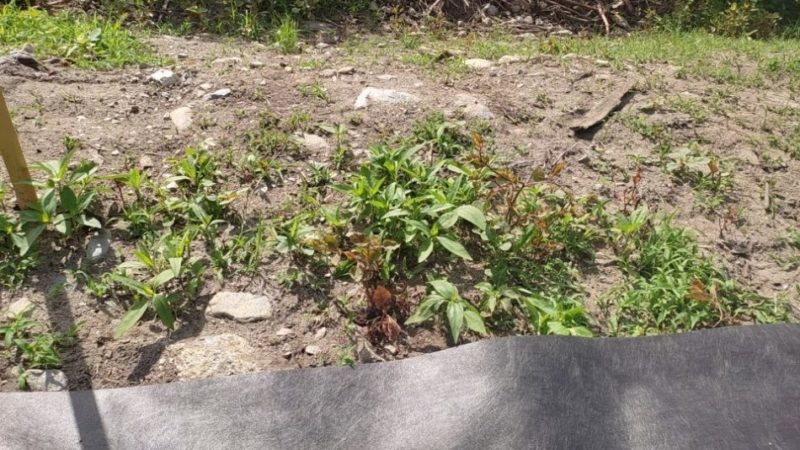 Un tessuto per combattere il Poligono del Giappone