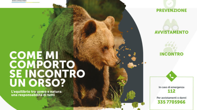 Rilanciata la campagna informativa sull’orso