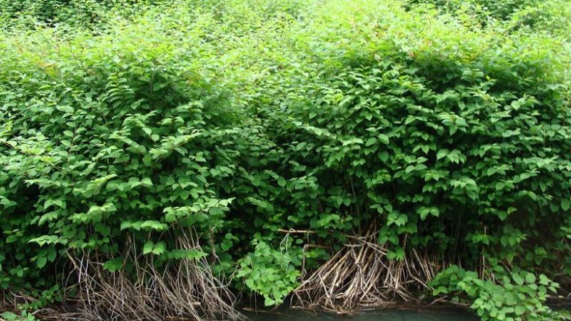 Cosa si può fare per combattere il Poligono del Giappone?