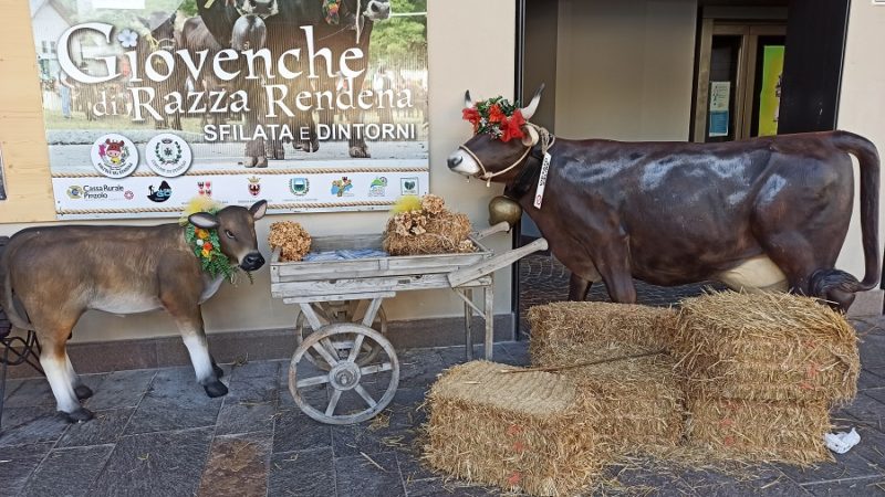 “Giovenche di Razza Rendena. Sfilata e…dintorni”: invito a tutti gli Operatori economici della val Rendena