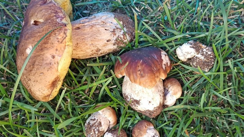 Finalmente, dopo due anni, sono tornati i funghi nei boschi di Pinzolo e Madonna di Campiglio