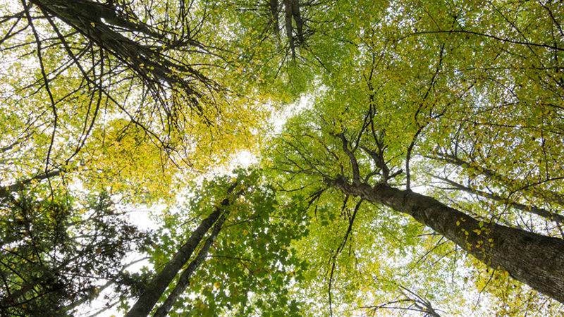 PORTE DI RENDENA – Nuovi ponti sul Cammino di San Vili