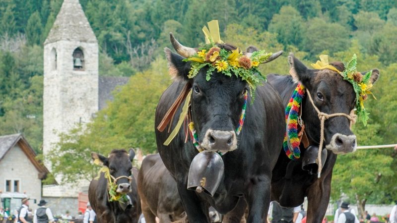 Iniziata “Giovenche di razza Rendena”: una settimana di festa  per gli allevatori e le “Rendene”