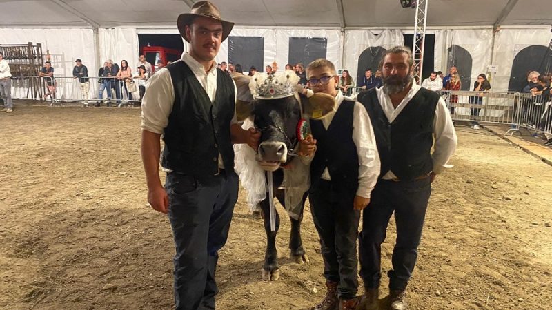 Pinzolo: le giovenche sono tornate, ed è un successo!