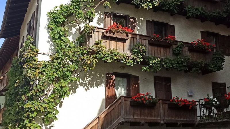 A Vadaione si trova un bellissimo esemplare di uva Fragola