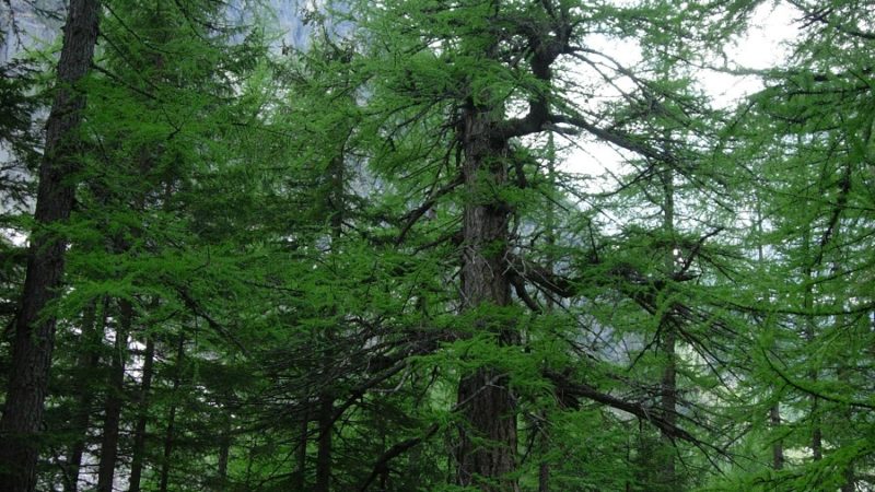 Il Larice monumentale di malga Bedole è più vecchio della Danza Macabra di Pinzolo
